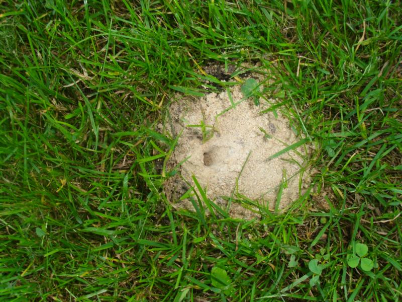 Löcher im Boden (Garten, Loch, Rasen)