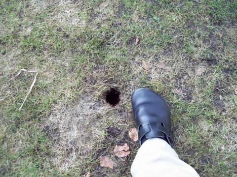 Locher Im Rasen Welches Tier Tiere Garten