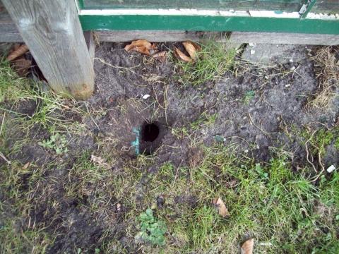 Locher Im Rasen Welches Tier Tiere Garten