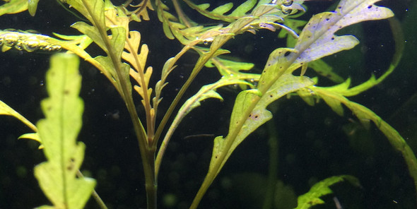 Pflanze - (Aquarium, Garnelen, Nano Becken)