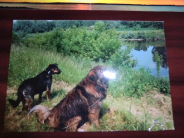 Boris(Kaukase) am See+Freundin(Senfhund) - (Tiere, Haare, Hund)
