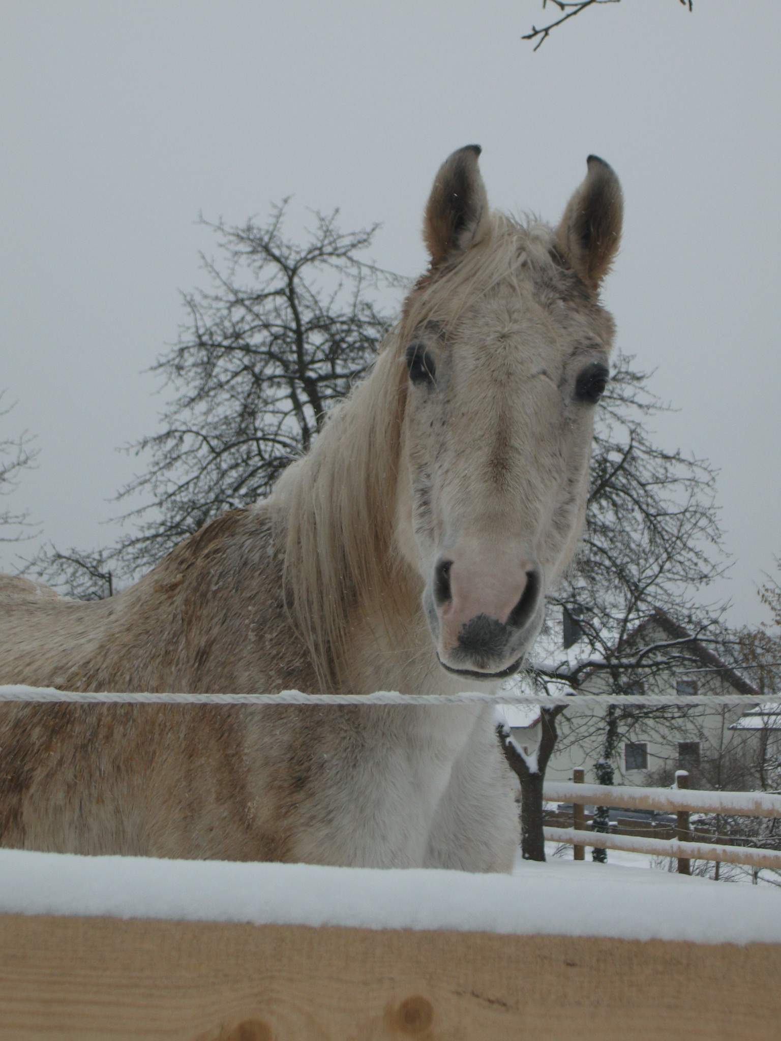 Lustige Pferdefotos?!? (Bilder, Pferde, Reiten)