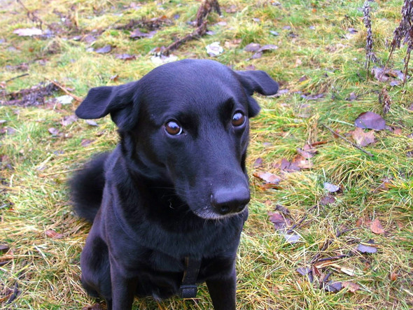 Unser Baby - (Hund, Lymphdrüsenkrebs, Malignes Lymphom)