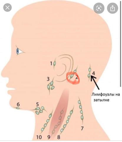 Lympknoten Hinter Den Ohren Gesundheit Und Medizin Hno Lymphknotenschwellung