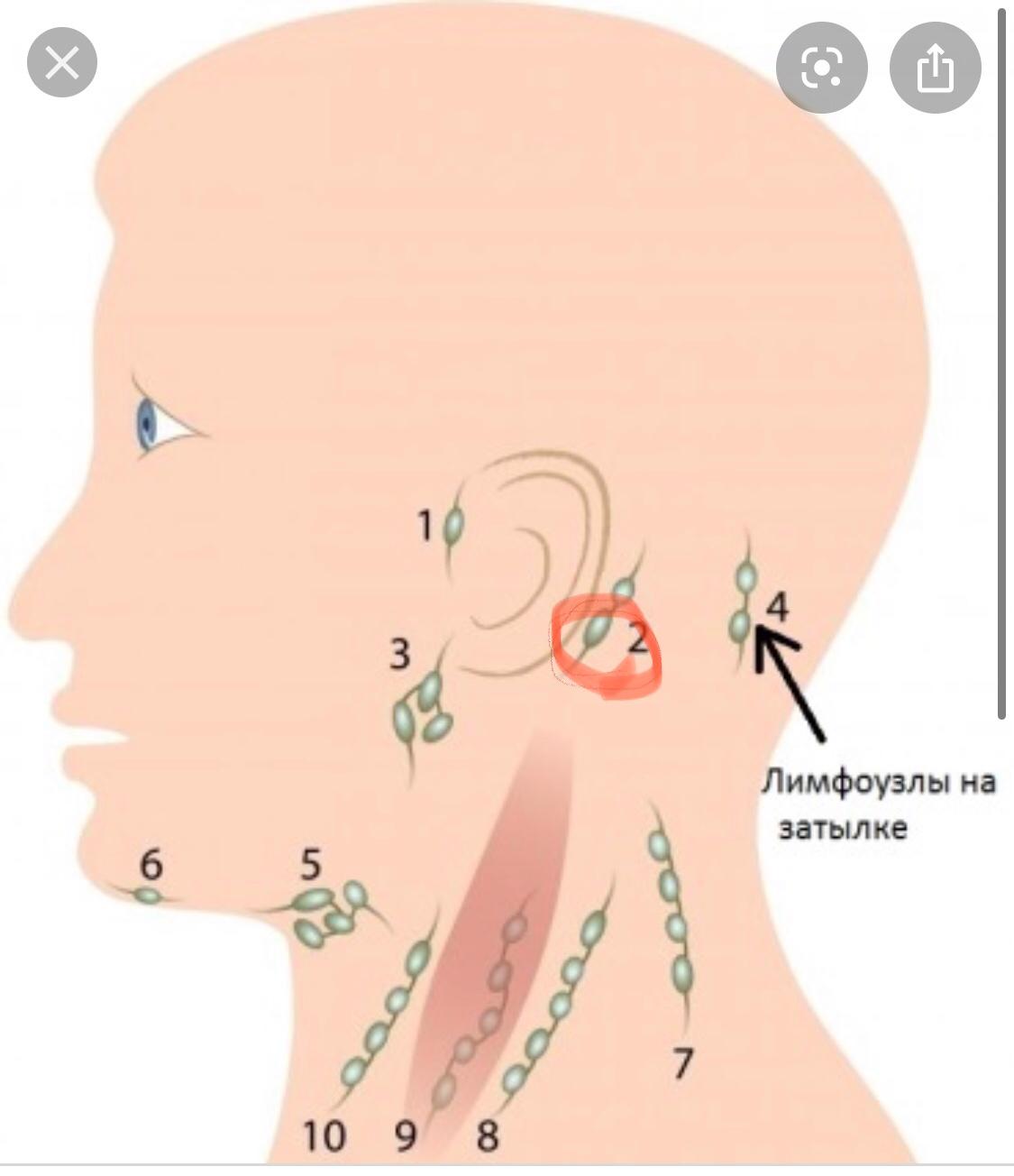 Lympknoten Hinter Den Ohren Gesundheit Und Medizin Hno Lymphknotenschwellung Lympknoten Hinter Den Ohren Gesundheit Und Medizin Hno Lymphknotenschwellung