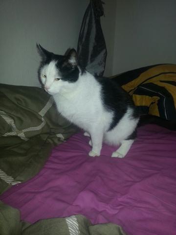 Mache mir ernsthafte Sorgen um Kater. Merkwürdiges Verhalten und