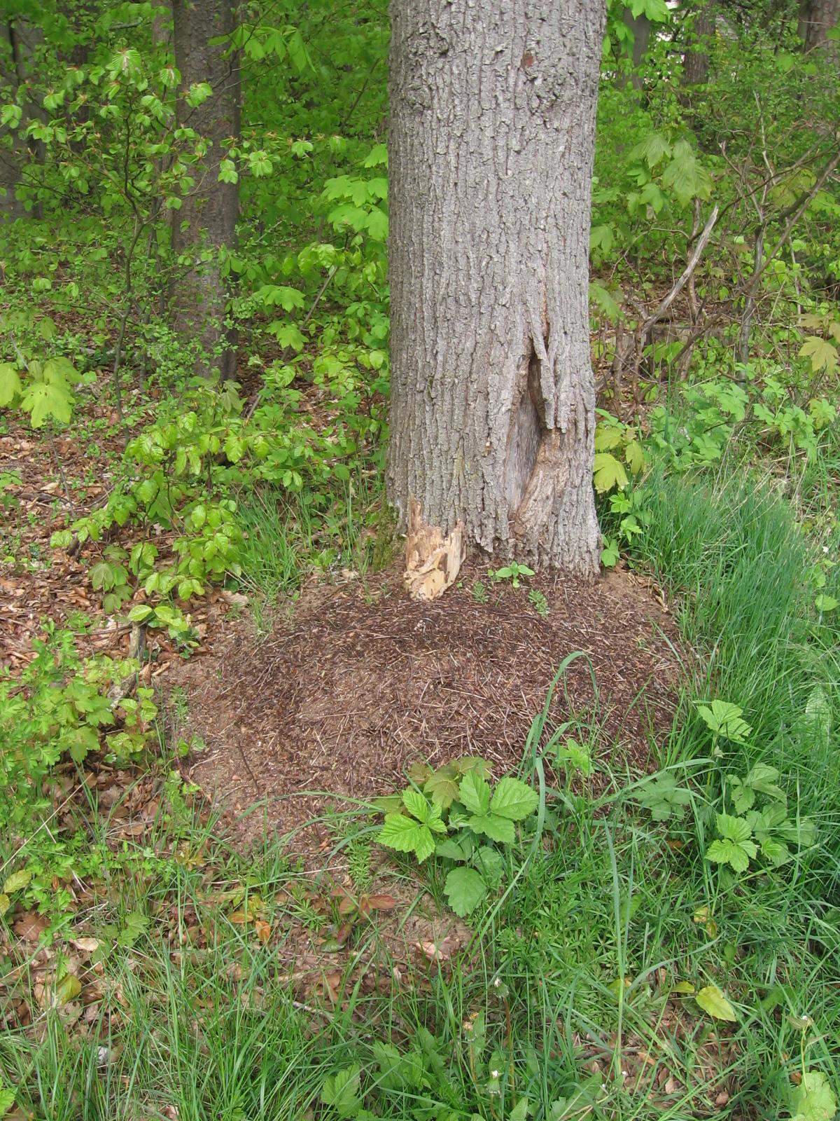 Machen die Ameisen den Baum kaputt? (Biologie, Natur, Insekten)