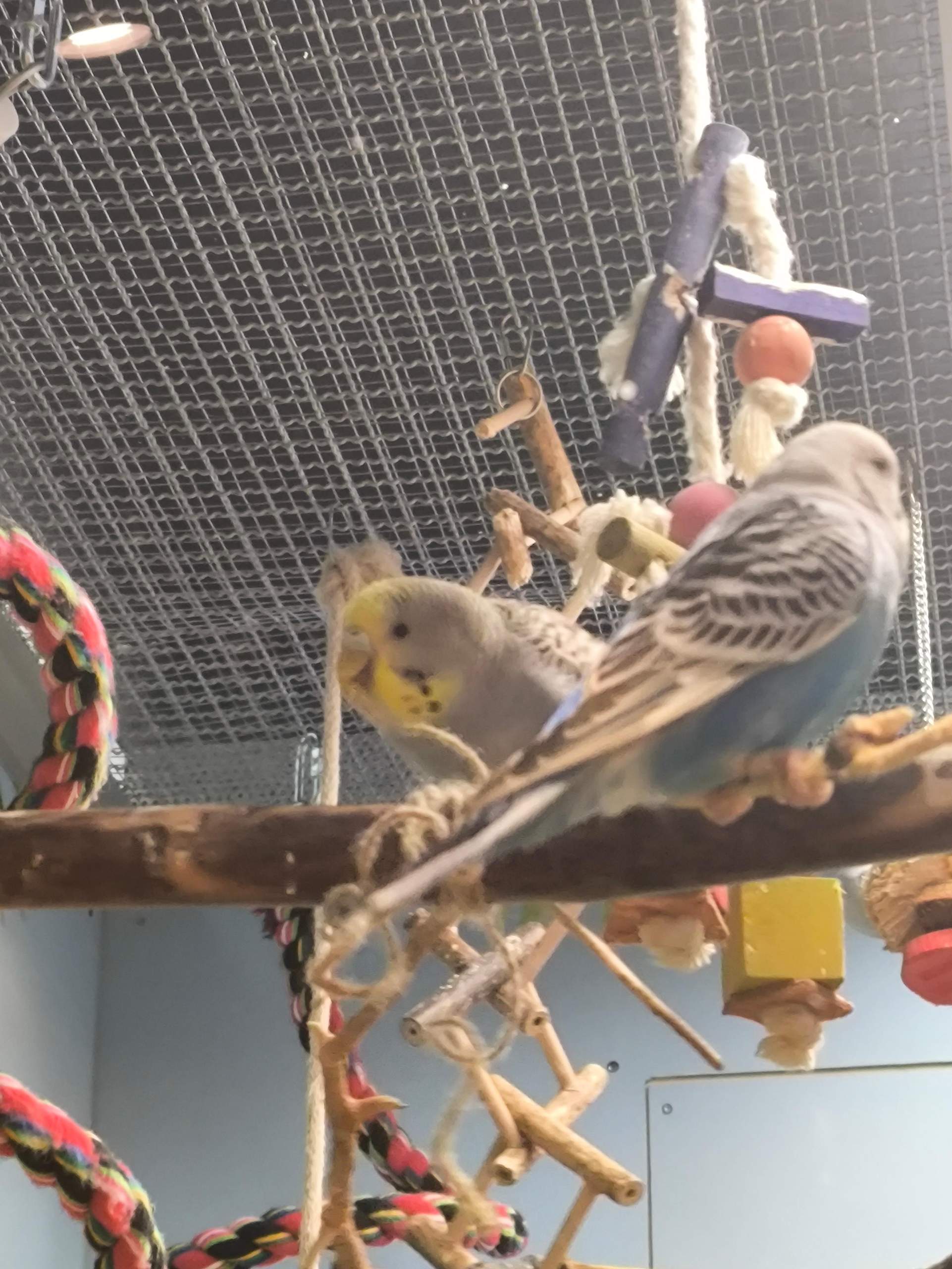 Männchen oder Weibchen? (Geschlecht, Wellensittich, Wellensittichhaltung)