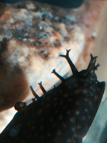 Männchen oder Weibchen Antennenwels? (Tiere, Aquaristik, Welse)