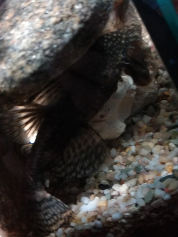 Männchen oder Weibchen Antennenwels? (Tiere, Aquaristik, Welse)