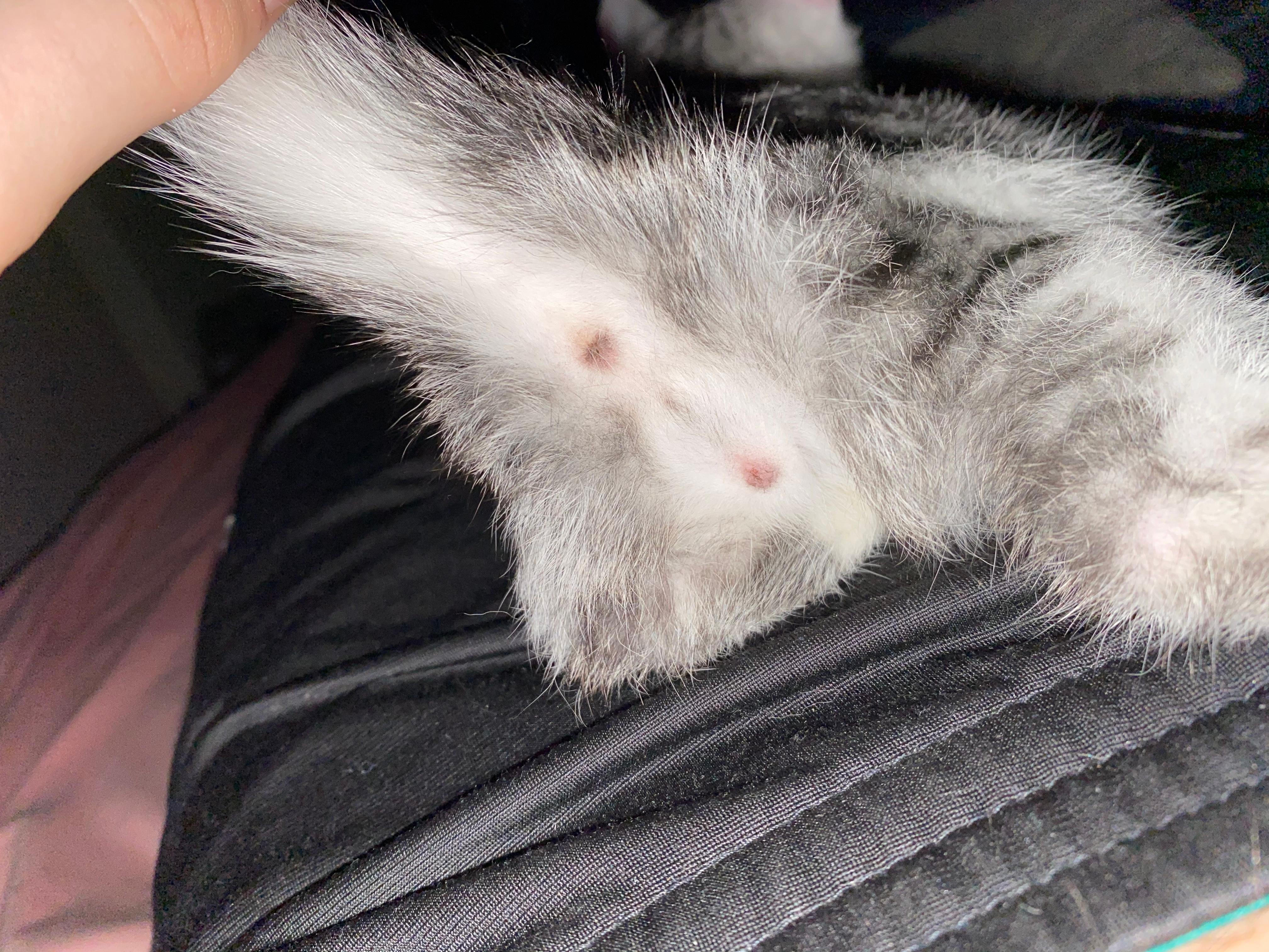 Männchen oder Weibchen ich weiß nicht? (Katze) Männchen oder Weibchen ich weiß nicht? (Katze)