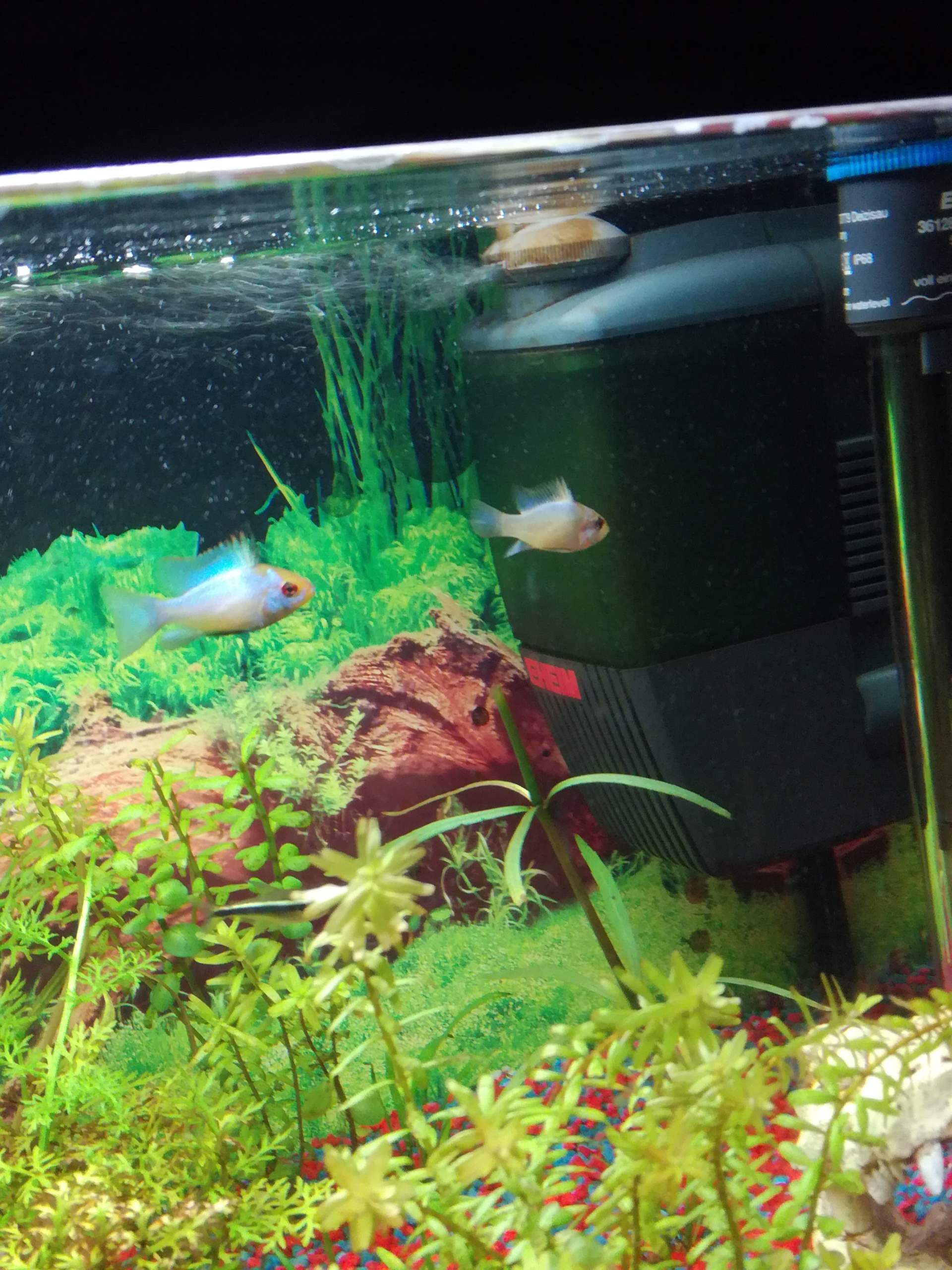 Männchen oder Weibchen? Zwergbuntbarsch(electronic blue)? (Aquarium