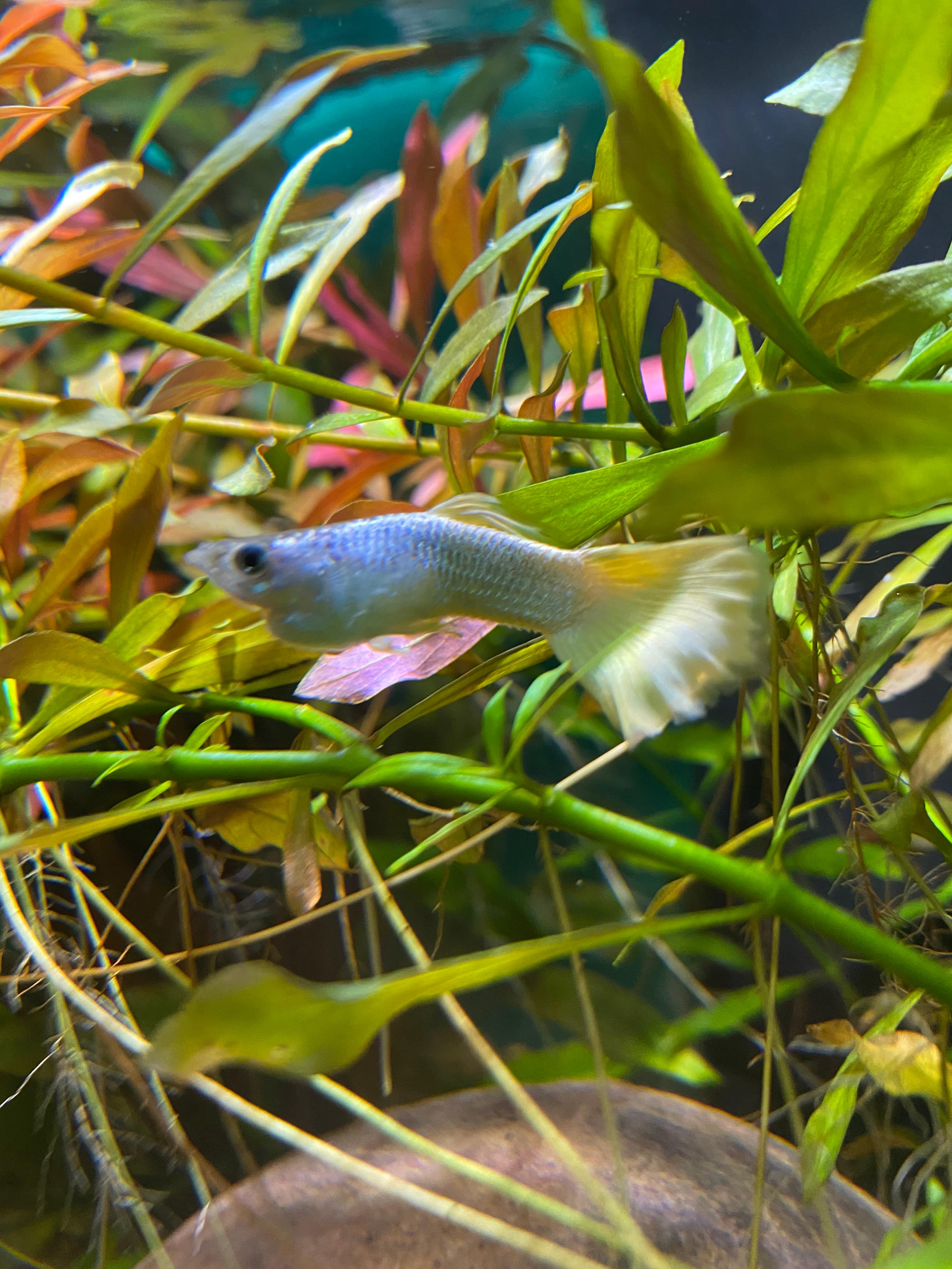 männlicher Guppy dicker Bauch? (Wasser, Fische, Aquarium)