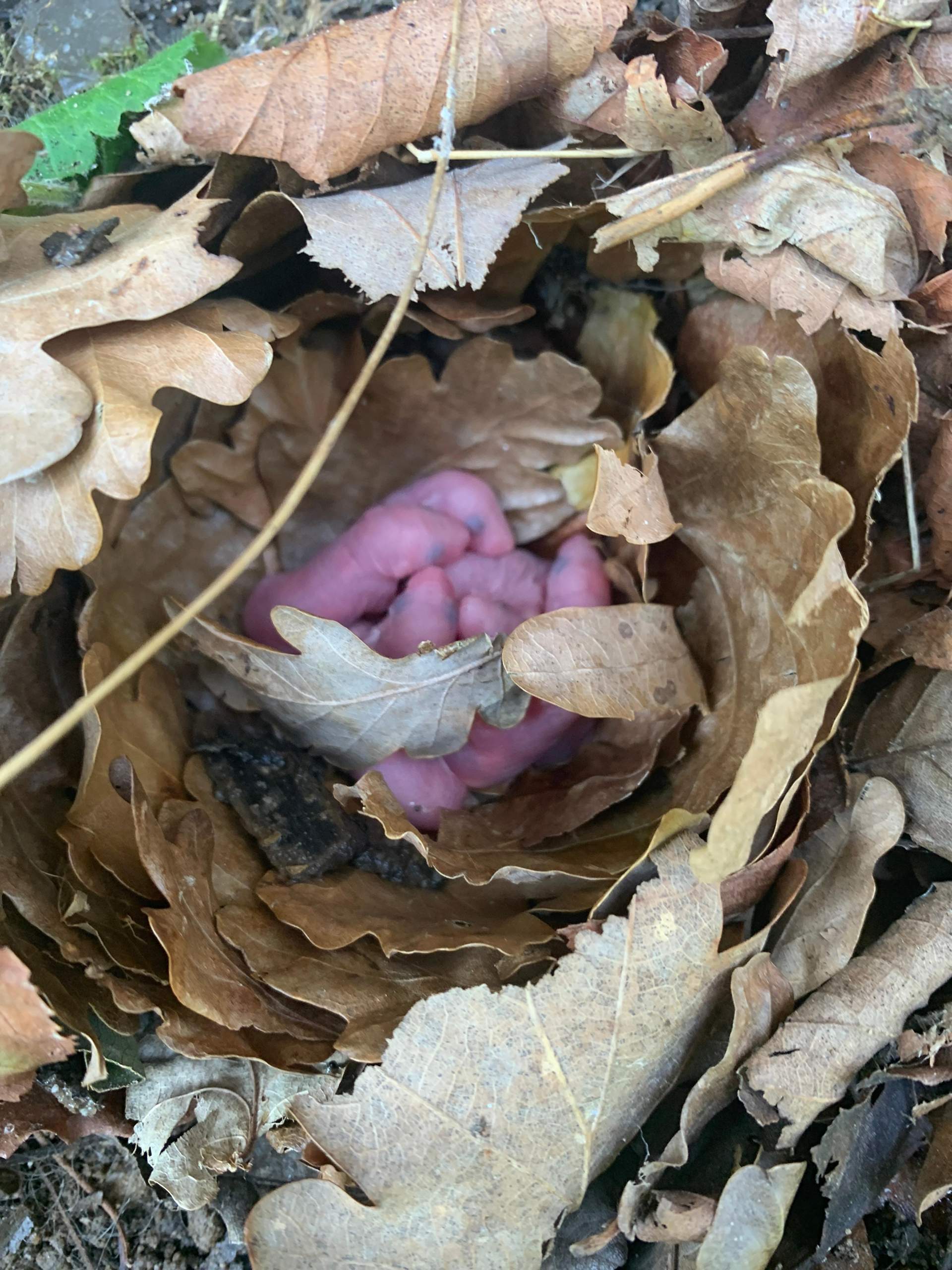 Mäusebabys gefunden was tun? (Garten, Maus)