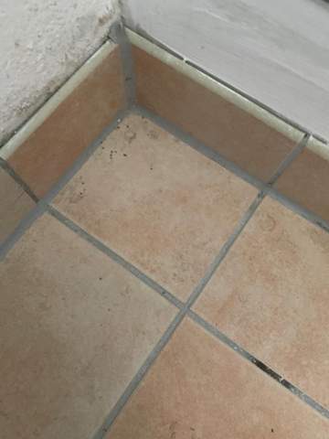 Mäusekot oder tote Ameisen?