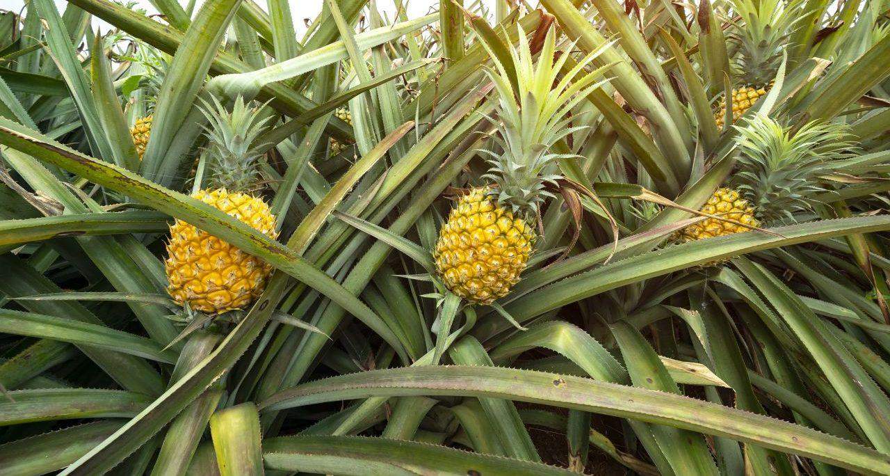 Magst du Ananas 🍍? (Leben, Essen, Umfrage)