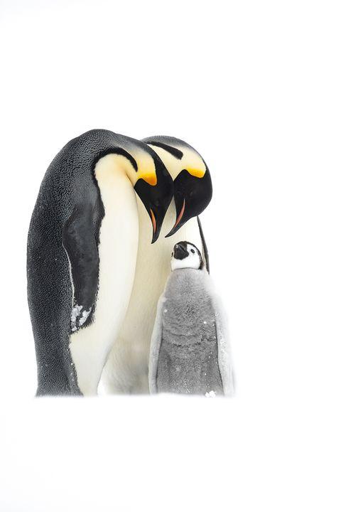 Pinguine kniescheiben haben Haben Pinguine
