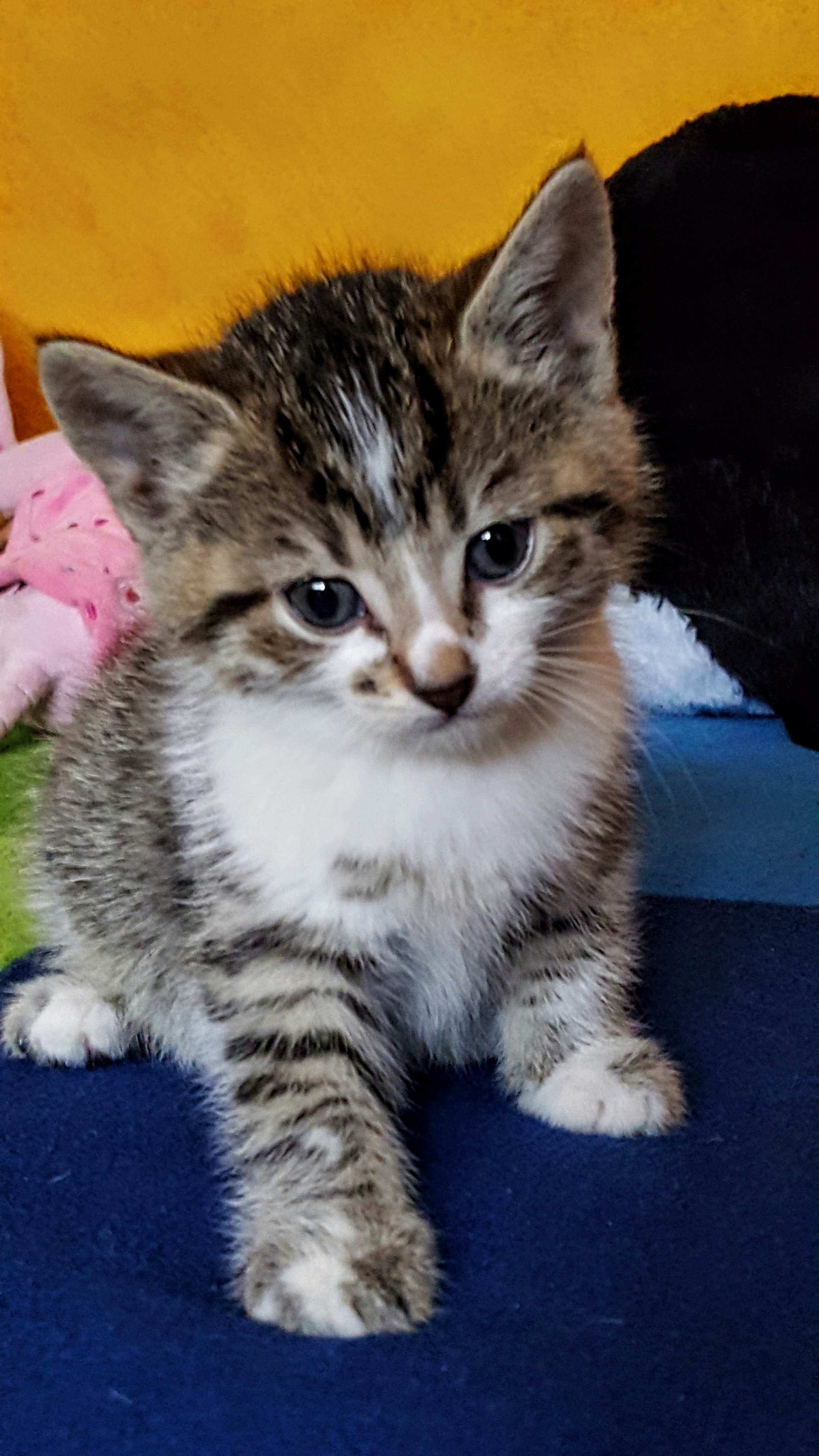 Main Coon Mix? Kann mir jemand helfen ob es sich bei ...