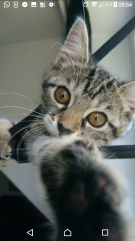 Main Coon Mix Oder Nicht Welche Rasse Ist Dabei Katzen