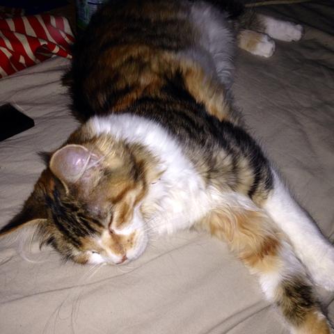 Main Coon Pinkelt Ins Bett Katze Katzen Kater