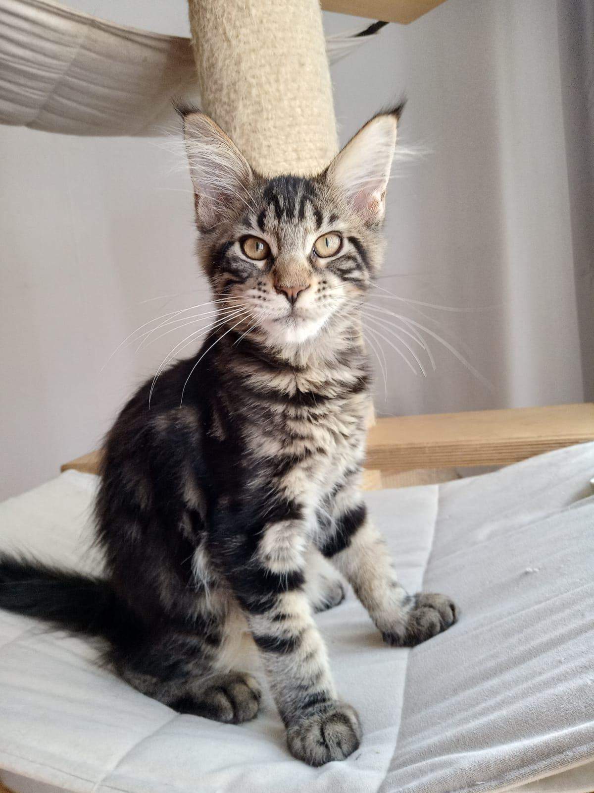 Maine Coon Größe? (Katzenjunges, Hauskatze)