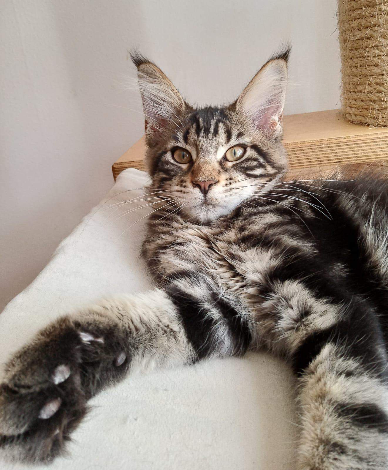 Maine Coon Größe? (Katzenjunges, Hauskatze)