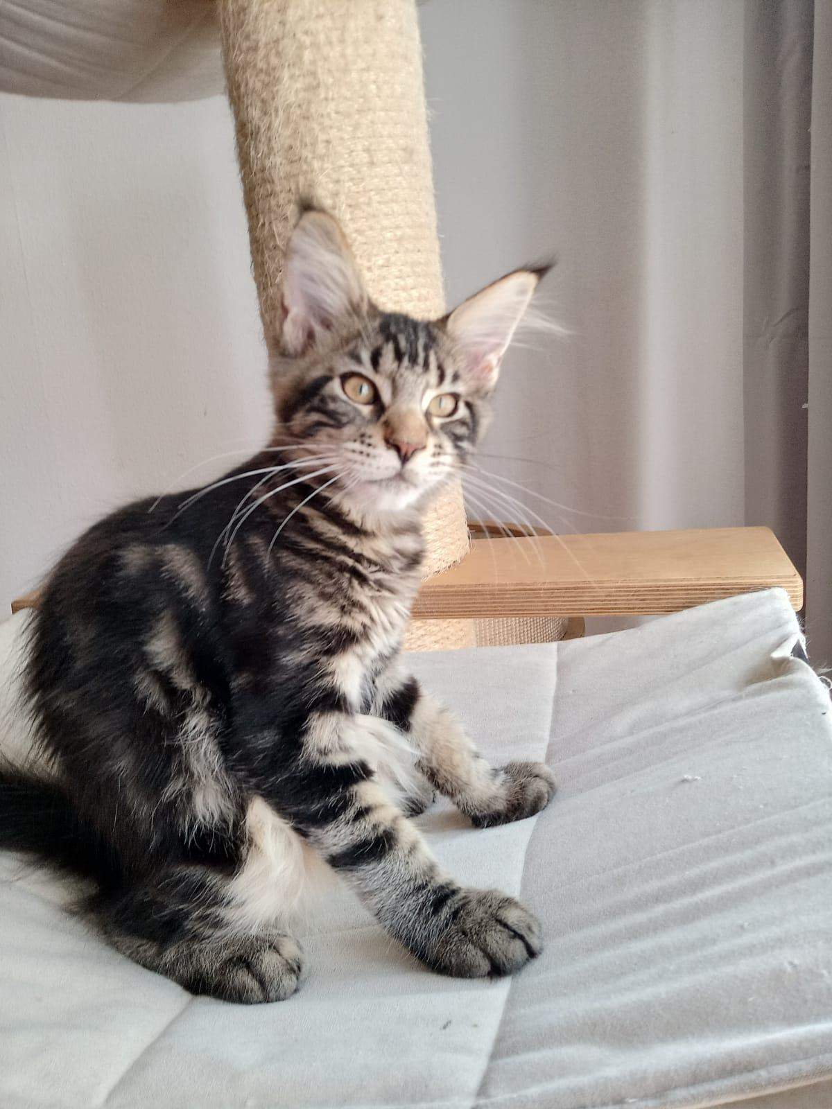 Maine Coon Größe? (Katzenjunges, Hauskatze)