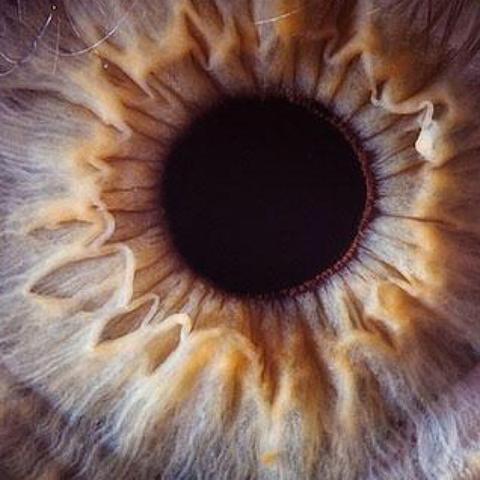 Auge  - (Fotografie, Objektiv, Makro)