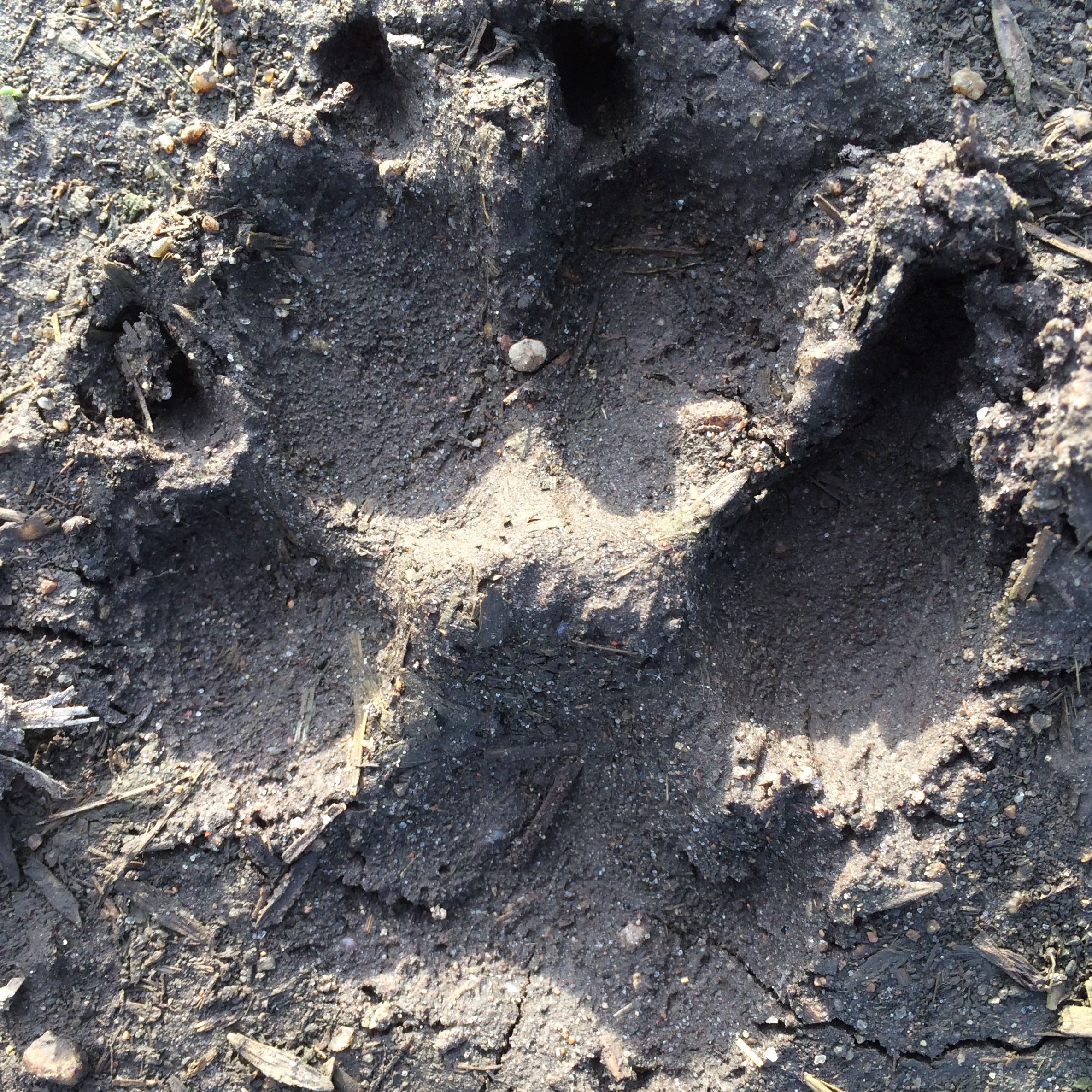 Ist das eine Wolfsspur? (Hund, Wolf)