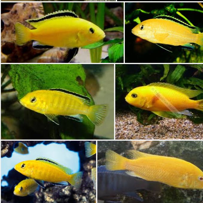 Malawi Barsch Yellow? (Barsche)