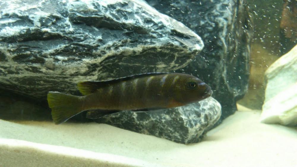 Bild plus funktioniert nicht Bild plus funktioniert nicht