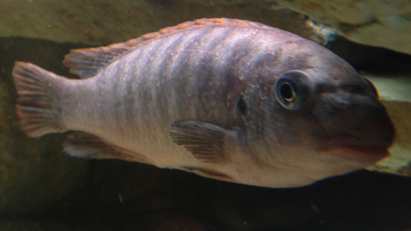 Hier der Fisch. Man sieht das seine Oberfläche nicht gut aussieht - (Fische, Aquaristik, Malawi)