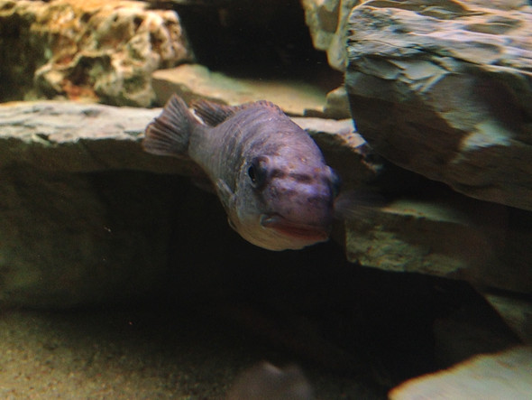 .. - (Fische, Aquaristik, Malawi)