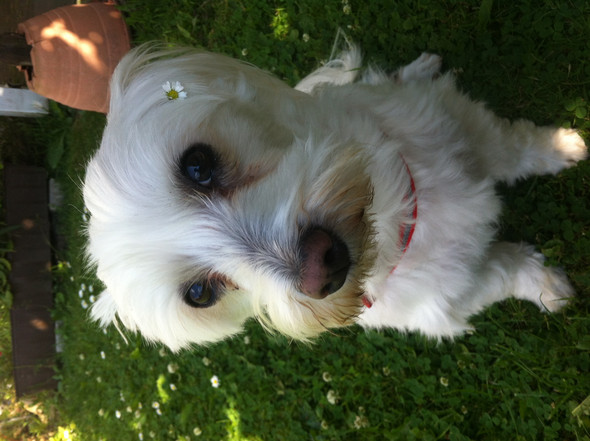 Malteser Hund Ist Grosser