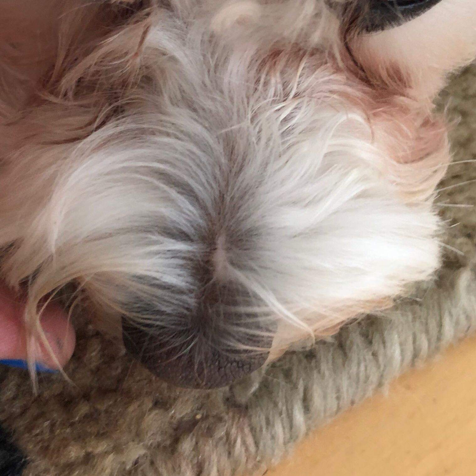 Malteser Hund mit strich auf der Nase? (dog)
