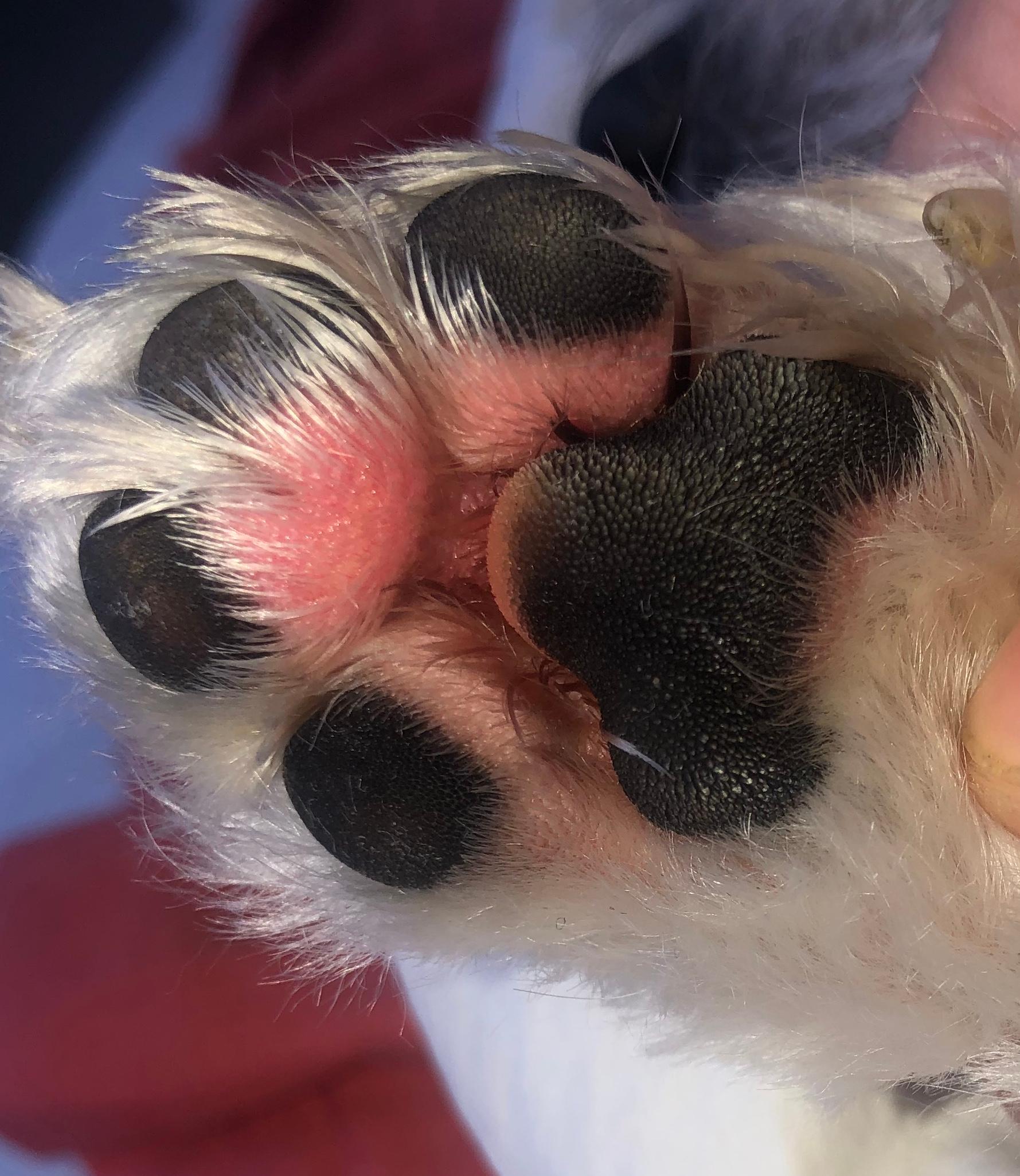 malteser hund rote pfotchen haustiere tierarzt