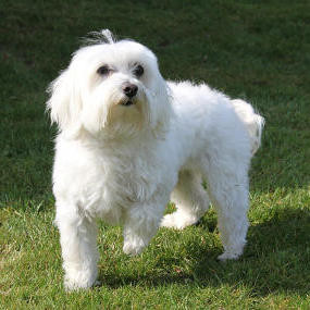Malteser Hund Schnauze