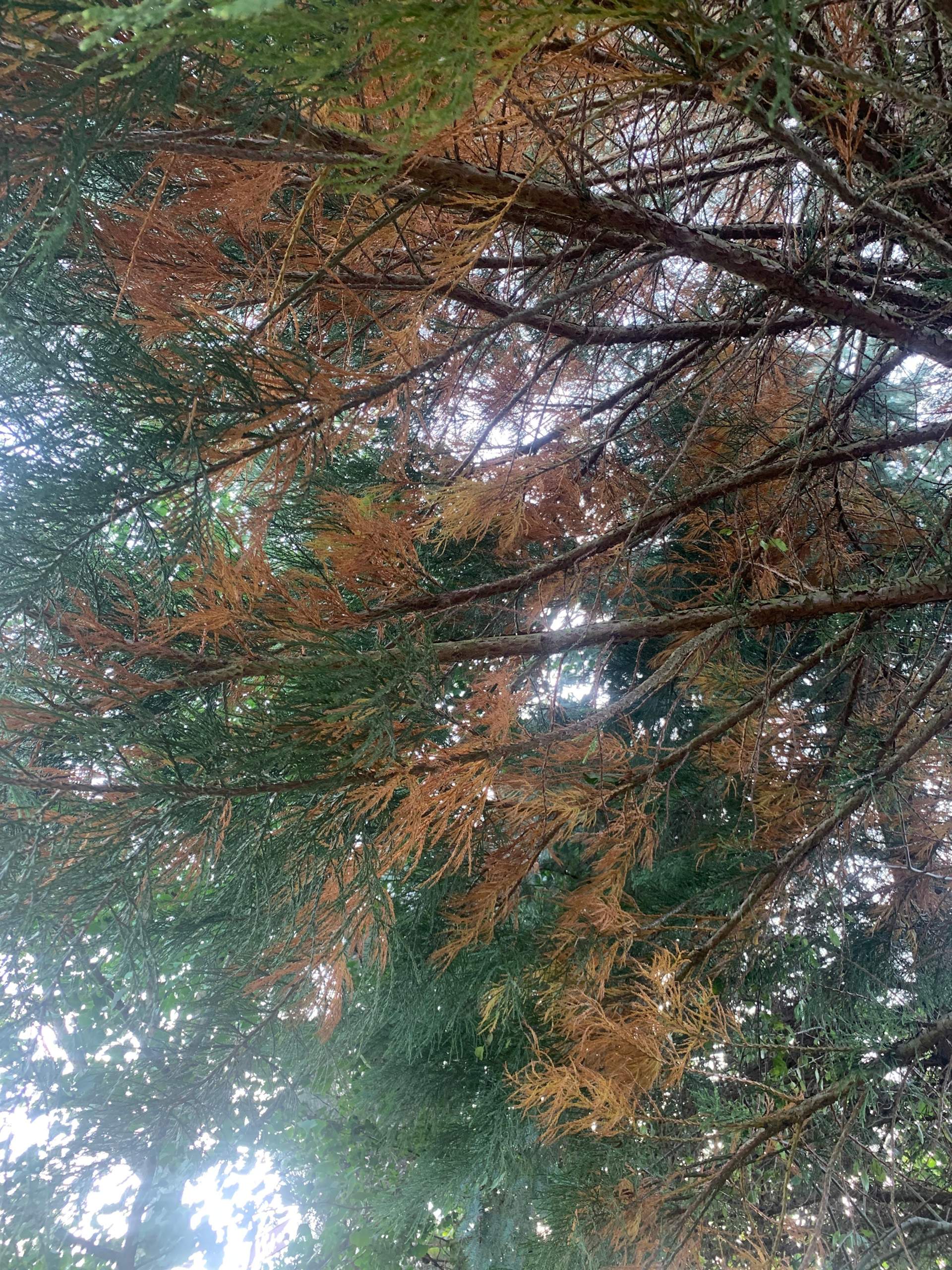 Mammutbaum verliert viele Nadeln? (Garten, Baum