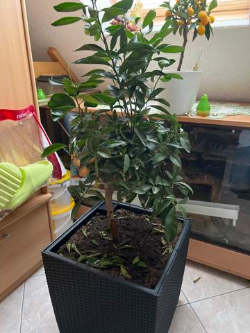 Mandarinbaum verliert Blätter warum?