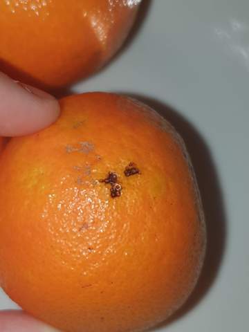 Mandarinen haben schwarze Flecke?