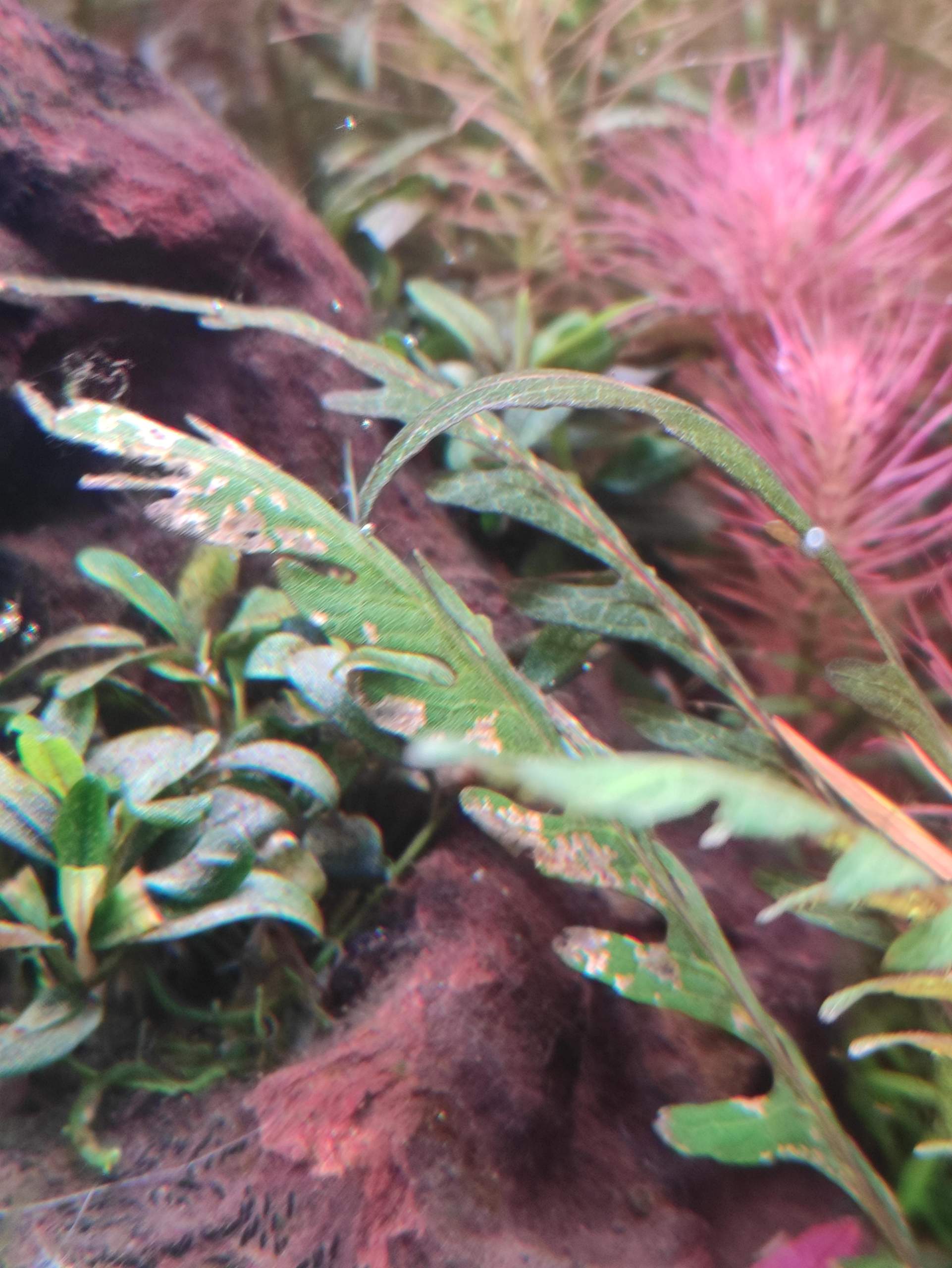 Aquarium Pflanzen Mangelerscheinungen Bilder