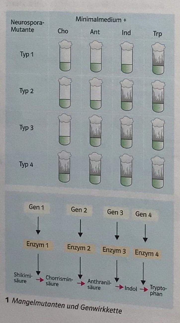 experiment zur ein gen ein enzym hypothese