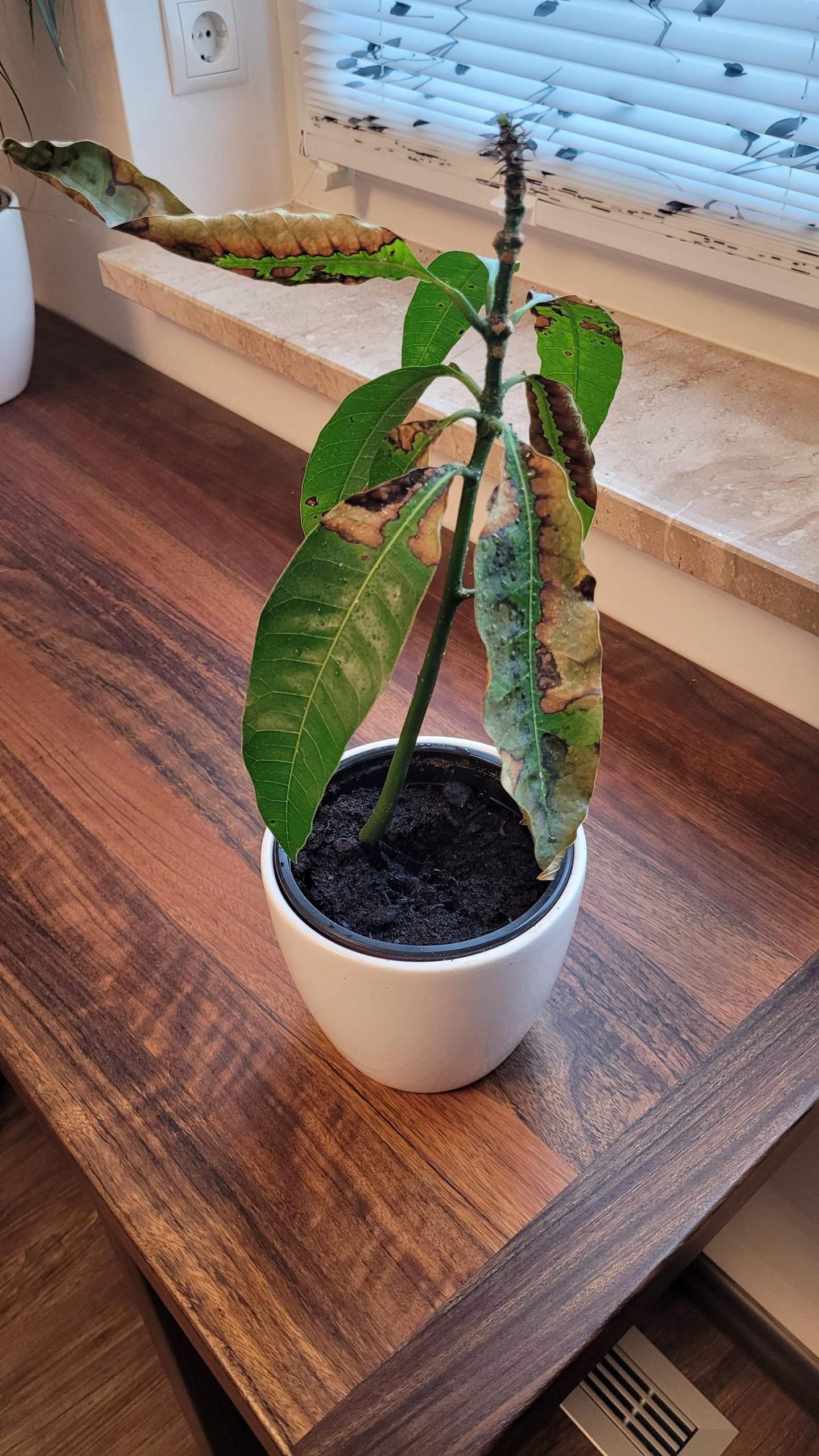Mango Braune Blätter? (Pflanzen, Garten, Pflanzenpflege)