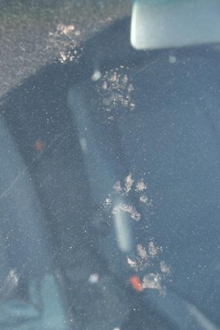 Marder Oder Katze Welche Spuren Sind Das Auf Meinem Auto Tiere Katzen Natur