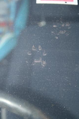 Marder Oder Katze Welche Spuren Sind Das Auf Meinem Auto Tiere Katzen Natur