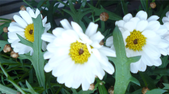 Blüten 1 - (Garten, Blumen)