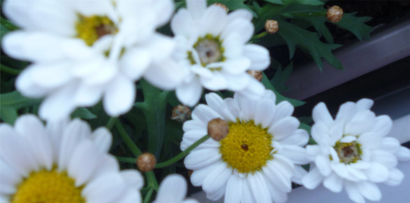 Blüten 2 - (Garten, Blumen)