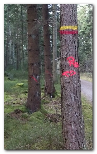 Ein Baum mit Markierung