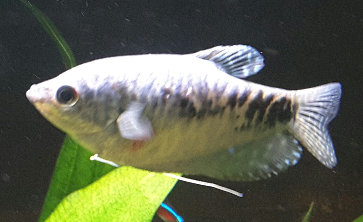 Marmorfadenfisch hat rote Flecken? (Fische, Aquarium, Fischkrankheiten)