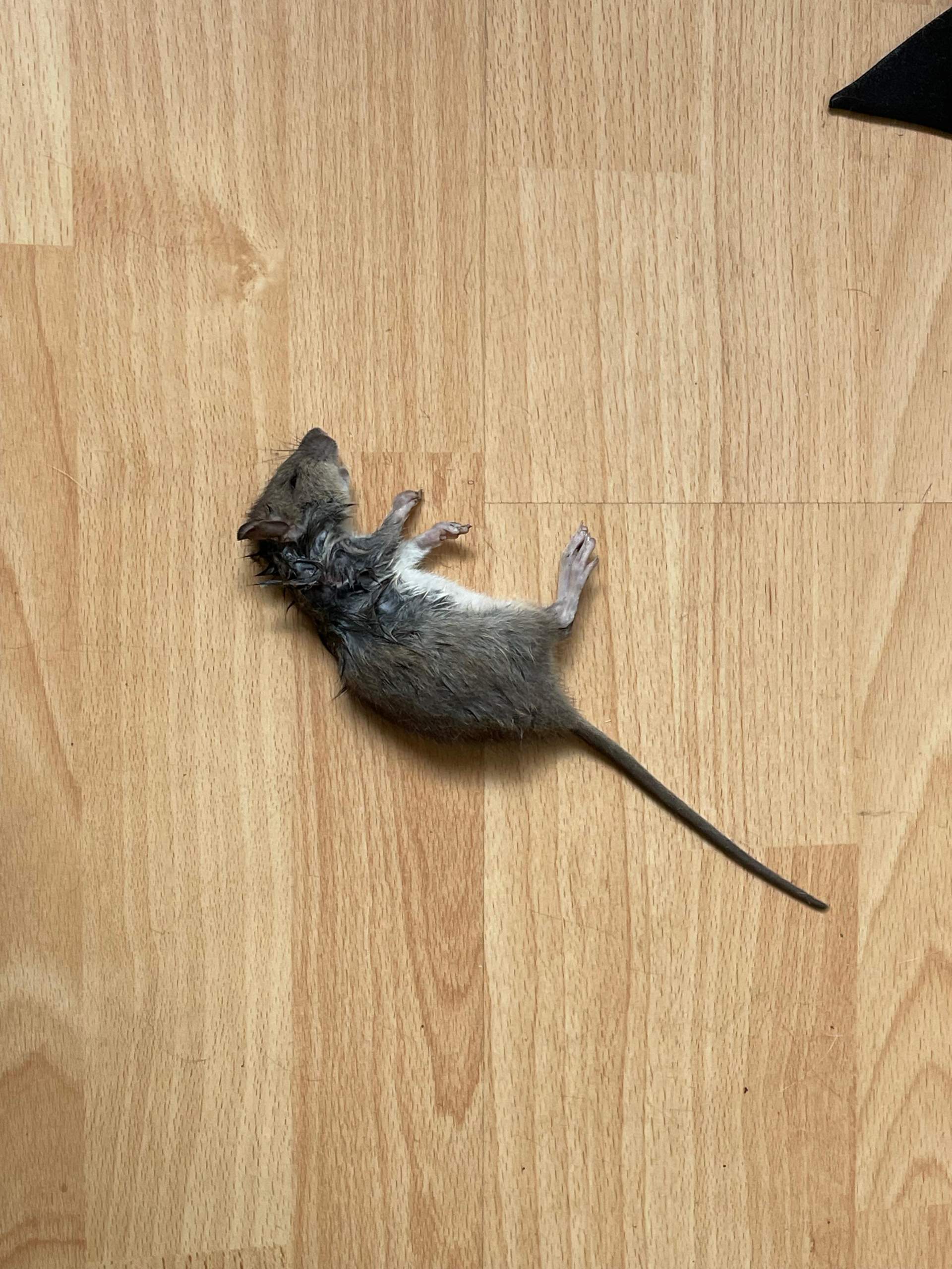 Maus oder Ratte? (Ratten)